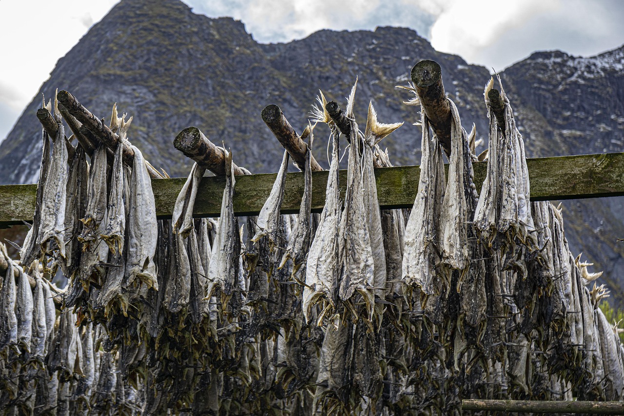 Bacalao seco colgado al aire libre en Noruega como parte del proceso tradicional de conservación