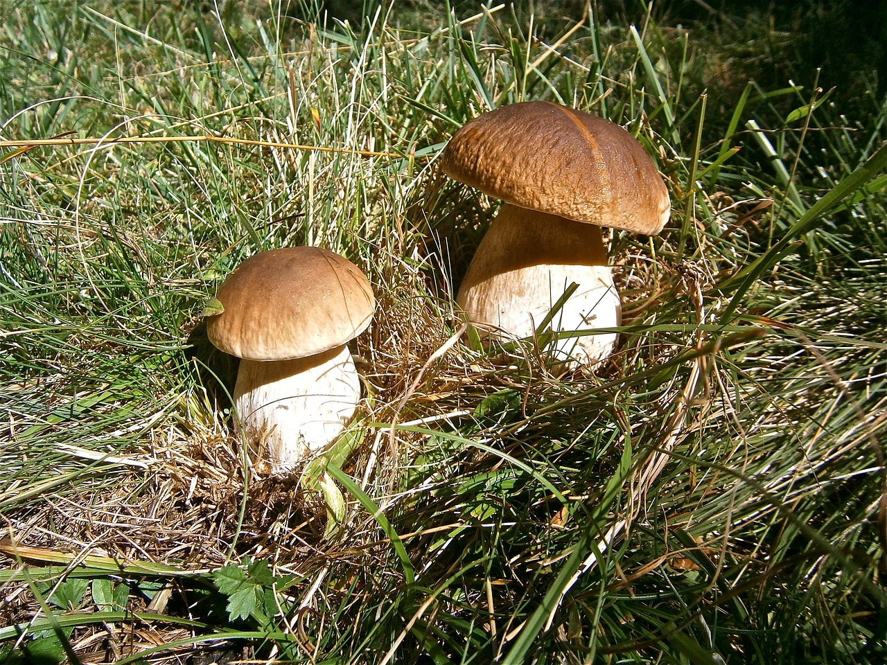 Boletus Edulis
