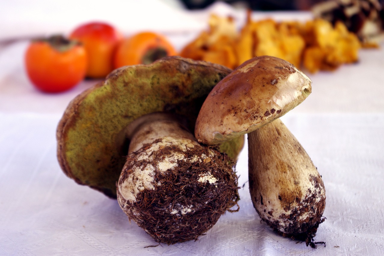 Boletus edulis recién recolectados sobre mantel blanco – setas silvestres gourmet