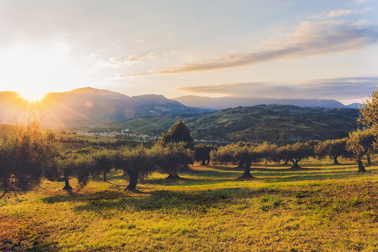 Plantación de olivos con luz de atardecer en un paisaje de colinas.