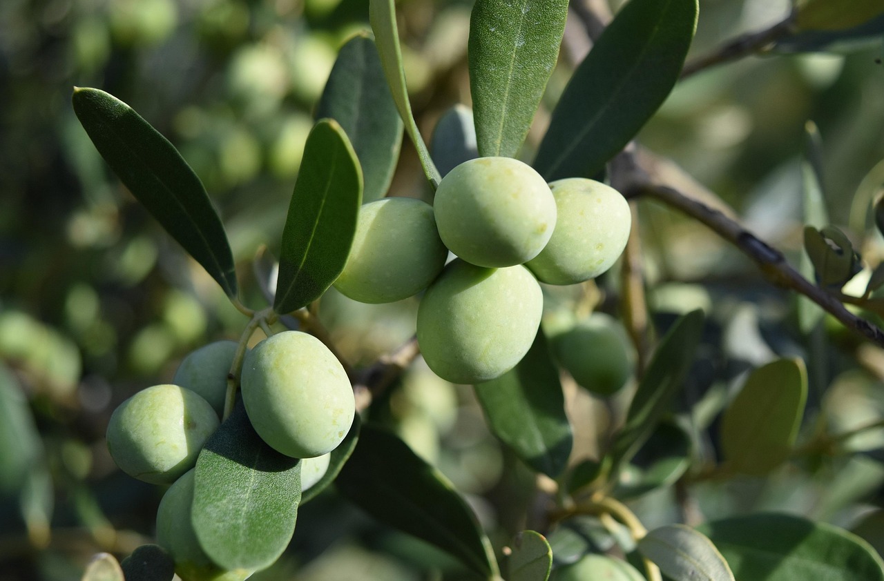 Rama de olivo con aceitunas verdes en primer plano.