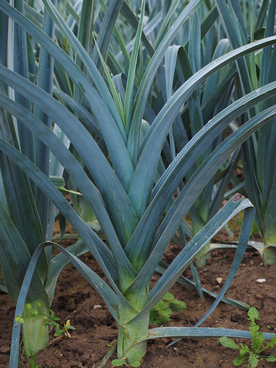 Plantas de puerro cultivadas en un campo agrícola