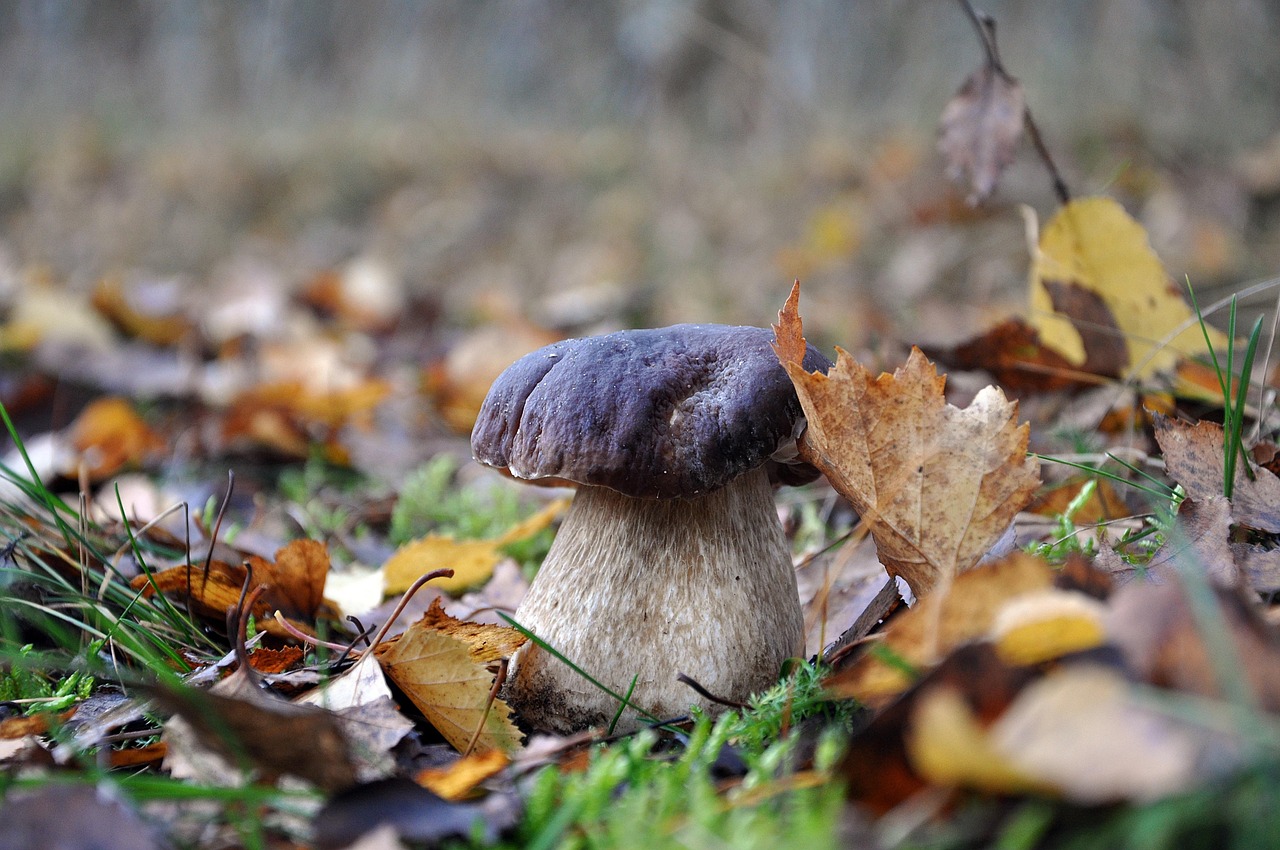 Boletus edulis silvestre creciendo en un bosque otoñal entre hojas caídas
