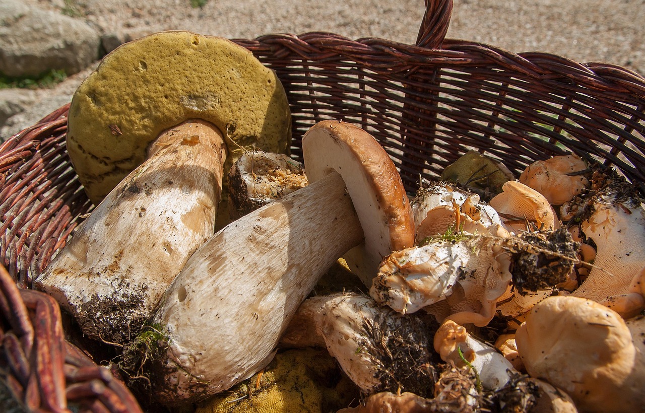 Cesta de mimbre con boletus edulis y otros hongos silvestres comestibles